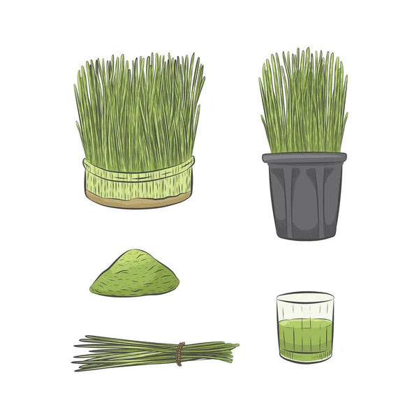 緑のコムギの成長ベクトルコレクション 緑の生ジュースのガラス 手で健康的な栄養セットを描いた ロープで結ばれたコムギ草の束 — ストックベクタ