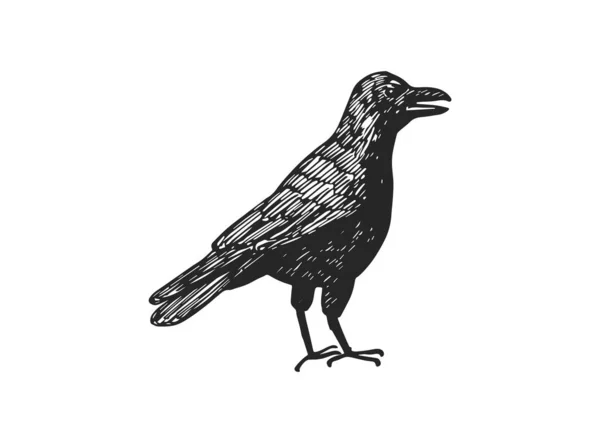 Croquis Vectoriel Corbeau Foncé Isolé Sur Fond Blanc Illustration Vectorielle — Image vectorielle