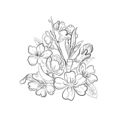 Beyaz arka planda izole edilmiş badem ağacı çiçekleri. Bahar çiçekleri yakın çekim vektör çizimi.