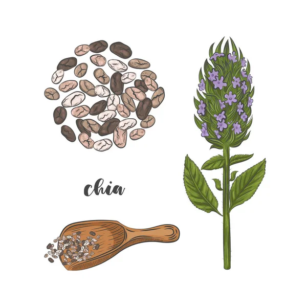 Chia Φυτό Και Σπόροι Ζωγραφισμένα Στο Χέρι Σκίτσο Ανθισμένο Φυτό — Διανυσματικό Αρχείο