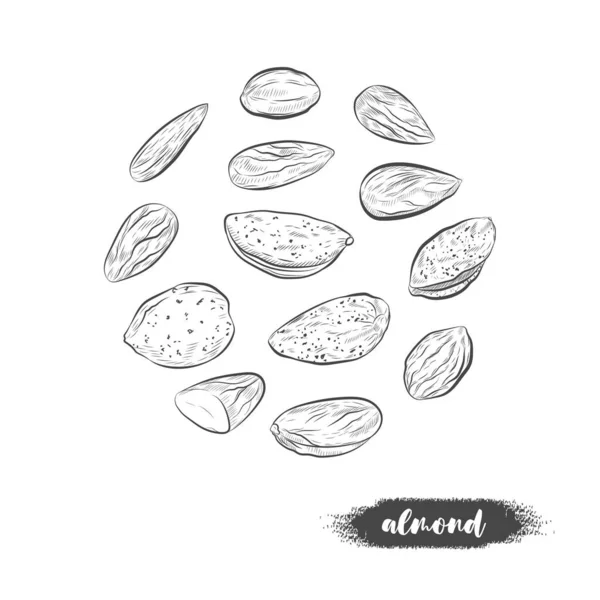 Bosquejo Vectorial Almendras Almendras Nueces Aisladas Sobre Fondo Blanco — Vector de stock