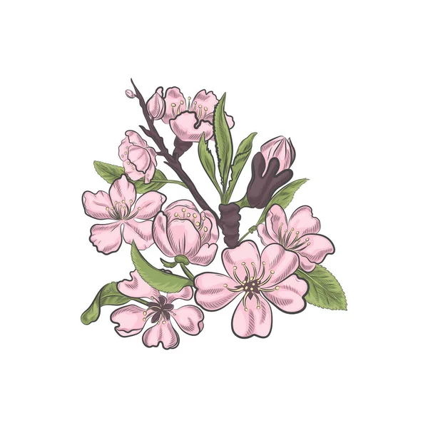 Růžové Květinové Květy Mandlovníku Izolované Bílém Pozadí Jarní Kvetoucí Detailní — Stockový vektor