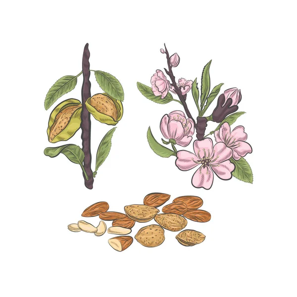 Mandle Kvetou Plody Náčrtku Vektoru Větve Mandlové Plody Větvi Izolované — Stockový vektor