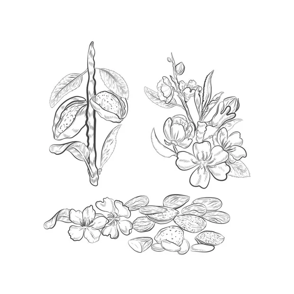 アーモンドの花や果物の枝のベクトルスケッチ 枝にあるアーモンド果実は白地に孤立しています ナッツと花 — ストックベクタ
