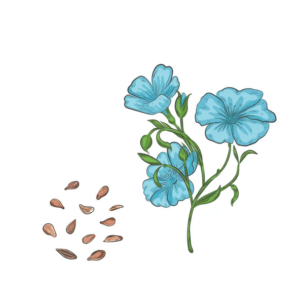 Laza Magok Virágzó Növény Vektor Illusztráció Len Vetőmag Kézzel Húzott — Stock Vector