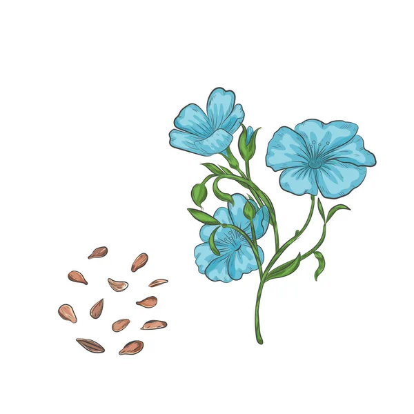 Graines De Lin Vector Art Stock Images ページ 2 Depositphotos