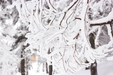 Çamın dalları ile kar, arka plan gibi. Alan, film efekti, seçici odak küçük derinliği. Metin, doku için arka plan