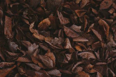 Abstract background of dry autumn leaves at winter. Hoarfrost on the leaves, atmospheric photo. Author processing, film effect, selective focus
