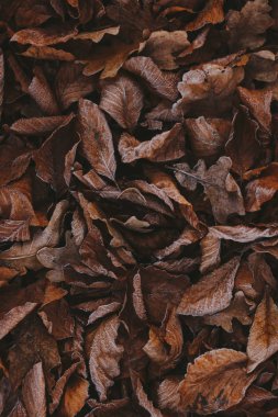 Abstract background of dry autumn leaves at winter. Hoarfrost on the leaves, atmospheric photo. Author processing, film effect, selective focus