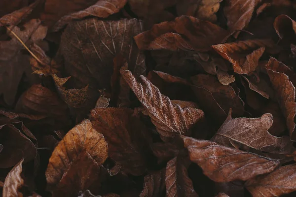 Absztrakt háttér száraz őszi levelek télen. Hoarfrost a leveleken, légköri fotó. Szerző feldolgozás, filmhatás, szelektív fókusz — Stock Fotó