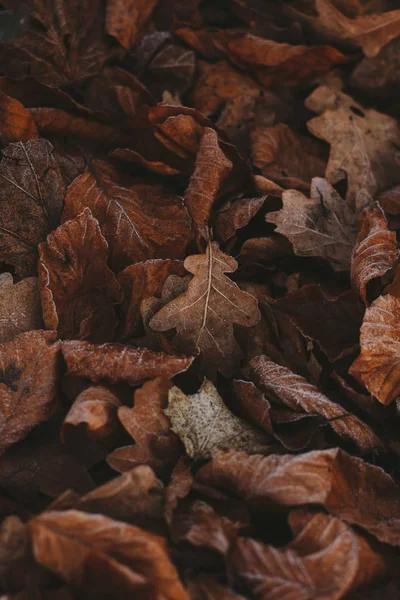 Abstract background of dry autumn leaves at winter. Hoarfrost on the leaves, atmospheric photo. Author processing, film effect, selective focus — Stockfoto