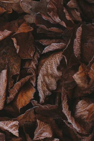 Fundo abstrato de folhas de outono secas no inverno. Hoarfrost nas folhas, foto atmosférica. Processamento de autor, efeito de filme, foco seletivo — Fotografia de Stock