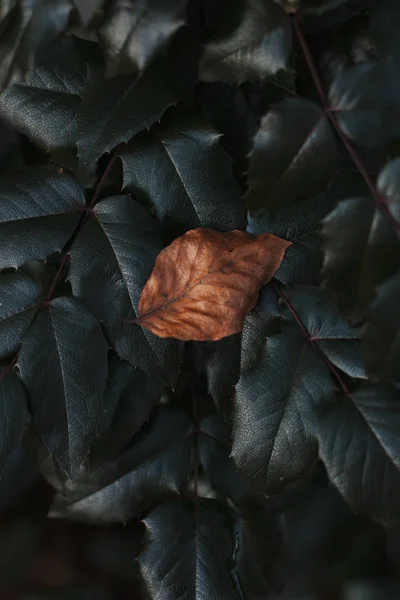 Abstract background of green leaves and orange dry leaf. Atmospheric photo with authoring, film effect, selective focus — Stockfoto