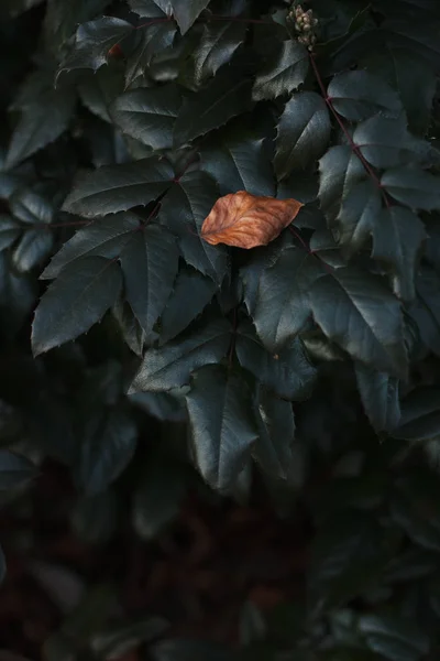 Abstract background of green leaves and orange dry leaf. Atmospheric photo with authoring, film effect, selective focus — 图库照片