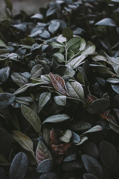 Abstract background of green bay leaf on bush bush at winter. Hoarfrost on the bay leaves, atmospheric photo. Author processing, film effect, selective focus — Stockfoto