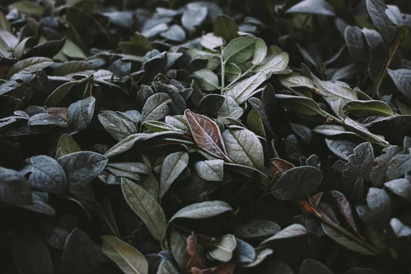 Abstract background of green bay leaf on bush bush at winter. Hoarfrost on the bay leaves, atmospheric photo. Author processing, film effect, selective focus — Stockfoto