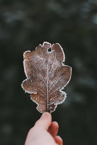 Woman holds frosty oak leaf in hand on blurred green background. Hoarfrost on the leaf, atmospheric photo.
