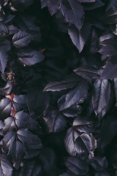 Abstract background of green leaves and orange dry leaf. Atmospheric photo with author color processing.