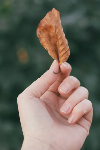 Woman holding linden leaf in hand on blurred green background. Atmospheric photo with author color processing. — Stockfoto