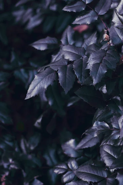 Abstraktní pozadí zelených listů a oranžově suchého listu. Atmosférická fotografie s autorským zpracováním barev. — Stock fotografie