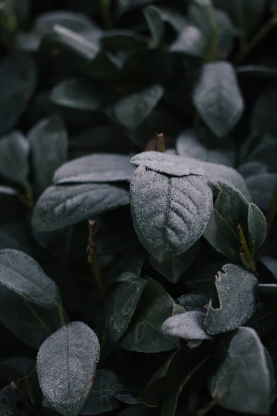 Abstract background of green frosty bay leaf on bush at winter. Hoarfrost on the bay leaves, atmospheric photo. — Stockfoto