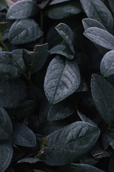 Abstract background of green frosty bay leaf on bush at winter. Hoarfrost on the bay leaves, atmospheric photo. — Stockfoto