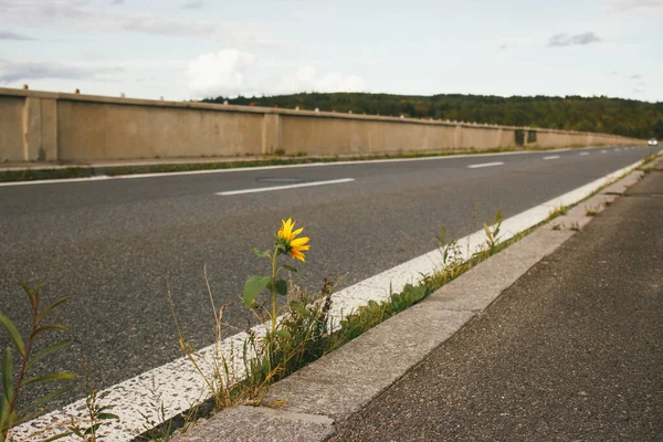 Sunflower growing on road bridge. Author processing, film effect, selective focus — Stock Photo, Image