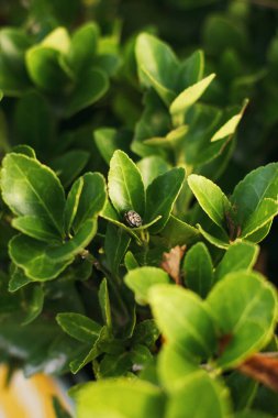 İtalyan bahçesinde salyangoz yapraklı tropik bitki. Yumuşak odak, film efekti, yazar işleme