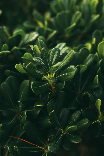Tropisk växt Pittosporum i den italienska trädgården. Mjuk fokus, filmeffekt, författarbearbetning — Stockfoto