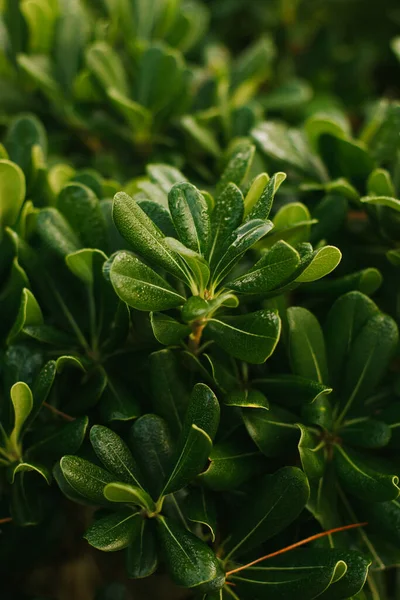 Tropical plant in the italian garden. Soft focus, film effect, author processing — Stock Photo, Image