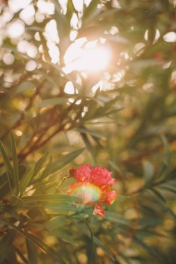 İtalyan bahçesinde çiçek açan zakkum. Fotoğraf ve yazar işlemlerine yumuşak odaklan