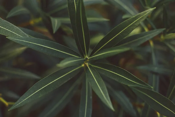 Närbild av oleanderblad på en bakgrund av grönska. Mjukt fokus på foto och författare bearbetning. — Stockfoto