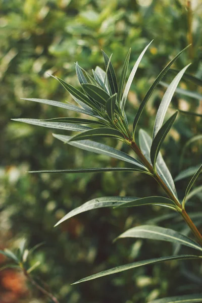 Närbild av oleanderblad på en bakgrund av grönska. Mjukt fokus på foto och författare bearbetning — Stockfoto
