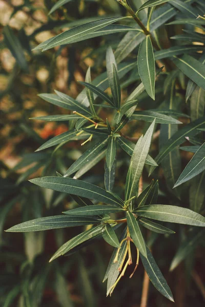 Närbild av oleanderblad på en bakgrund av grönska. Mjukt fokus på foto och författare bearbetning — Stockfoto