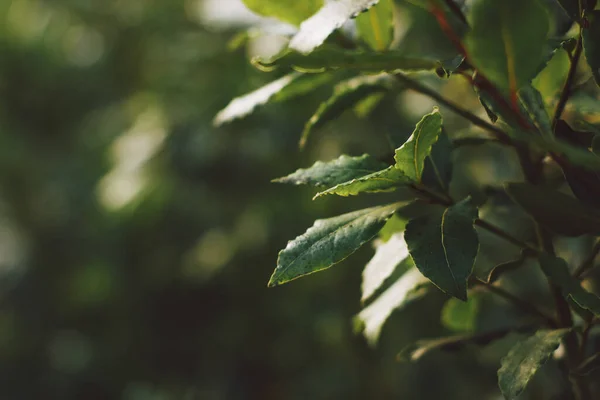 Närbild av lagerblad på en buske på en bakgrund av grönska. Mjukt fokus på foto och författare bearbetning — Stockfoto