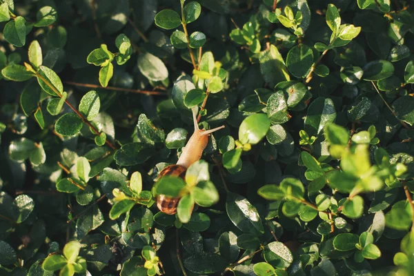Tropisk växt med snigel inuti löv i den italienska trädgården. Mjuk fokus, filmeffekt, författarbearbetning — Stockfoto