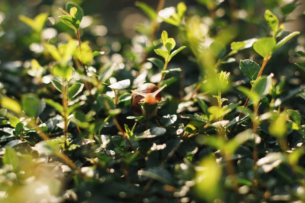 Planta tropical com caracol dentro da folha no jardim italiano. Foco suave, efeito de filme, processamento de autor — Fotografia de Stock