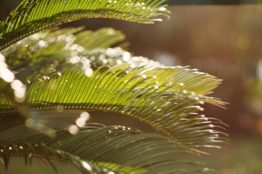 Arka planda parlak palmiye yaprakları. Fotoğraf ve yazar işlemlerine yumuşak odaklan