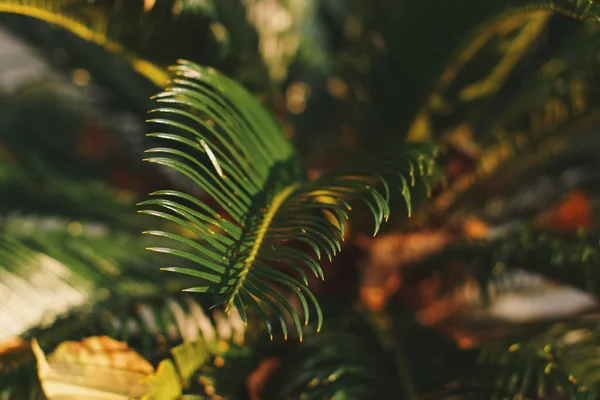 Ljusa palmblad i bakljus. Mjukt fokus på foto och författare bearbetning — Stockfoto