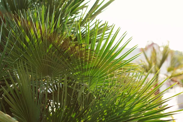 Arka planda parlak palmiye yaprakları. Fotoğraf ve yazar işlemlerine yumuşak odaklan — Stok fotoğraf