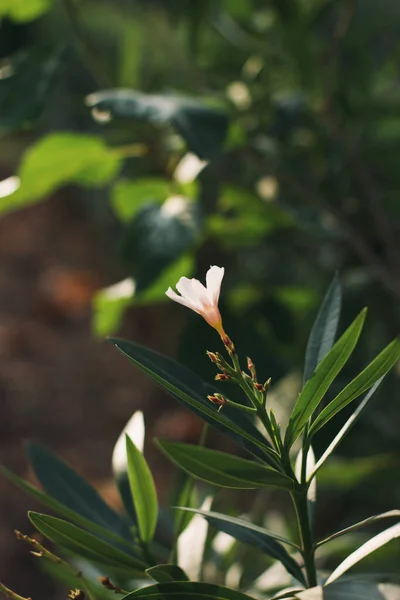 Virágzó oleander az olasz kertben. Puha összpontosítás fotó és szerző feldolgozása — Stock Fotó