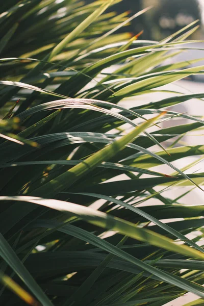 Ljusa palmblad i bakljus. Mjukt fokus på foto och författare bearbetning — Stockfoto