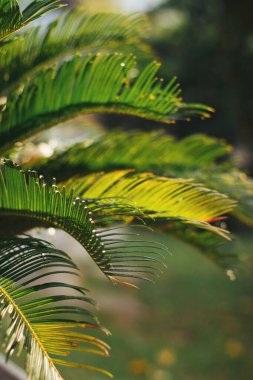 Arka planda parlak palmiye yaprakları. Fotoğraf ve yazar işlemlerine yumuşak odaklan.
