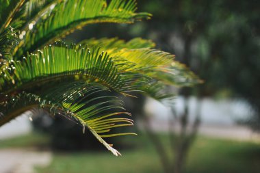 Arka planda parlak palmiye yaprakları. Fotoğraf ve yazar işlemlerine yumuşak odaklan