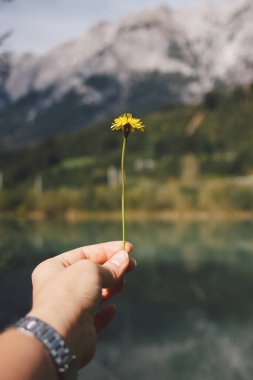 Kadın elinde mavi gölün ve Alpler 'in arka planında sarı bir karahindiba tutuyor. Fotoğraf Çek Cumhuriyeti 'nden İtalya' ya giderken çekildi..