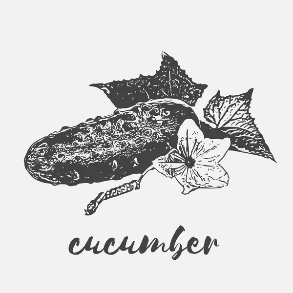 Vejetaryen organik salatalık