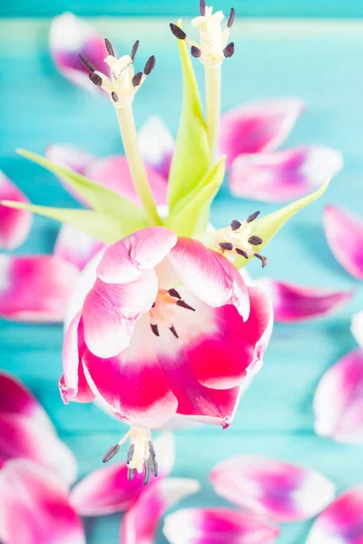 시 든 흰색 꽃병에 핑크 튤립, 푸른 나무 바탕에 꽃잎을 떨어 — 스톡 사진