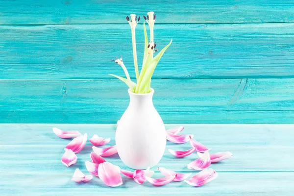 Beyaz bir vazo içinde Pembe Lale solmuş, mavi ahşap arka plan üzerinde yaprakları düşmüş
