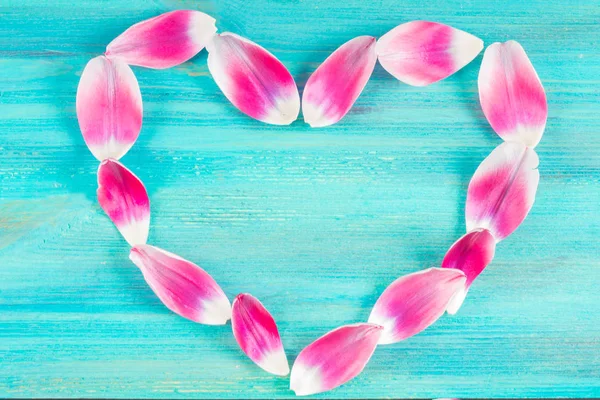 Pétalos de tulipán rosa en forma de corazón sobre un fondo de madera azul — Foto de Stock