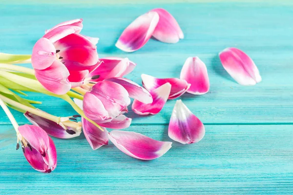 Tulipanes rosados marchitos con pétalos caídos sobre un fondo de madera azul — Foto de Stock